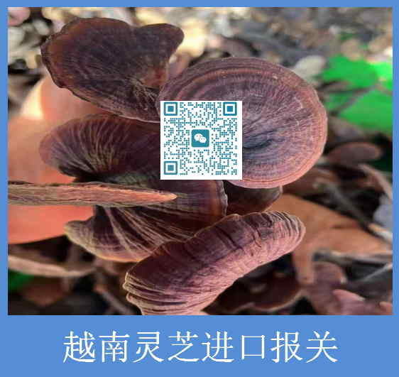 越南靈芝進(jìn)口報(bào)關(guān).jpg