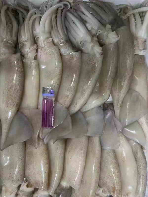 冷凍魷魚進(jìn)口清關(guān).jpg